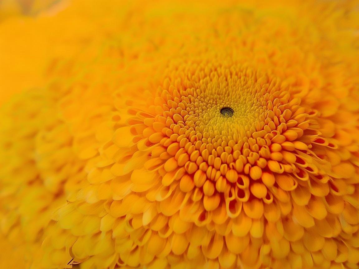 蜂蜜芥末酱竟与口腔健康有关？